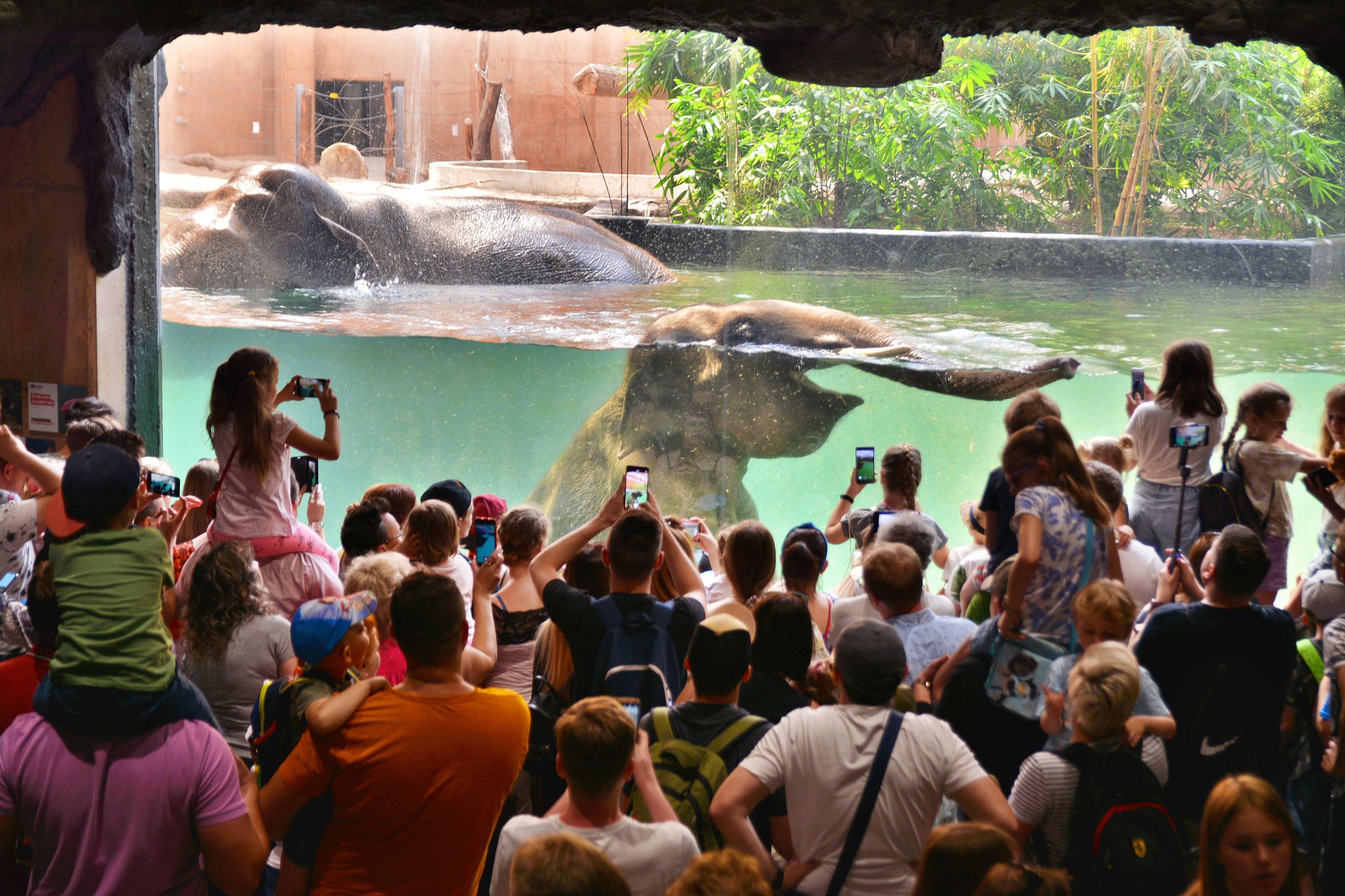 Zwiedzający zoo obserwują kąpiące się słonie