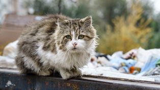 Gniewino: Dramat w gminie. 69-latek wrzucił kota do szamba - to nie pierwsza taka sprawa na Pomorzu