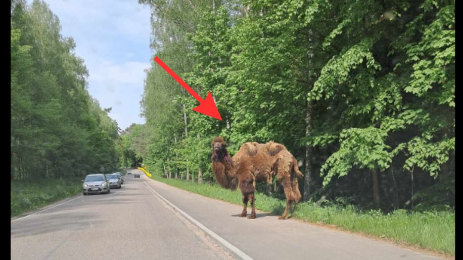 Wielbłąd Bator uciekł z minizoo. Prawie wszedł na jezdnię