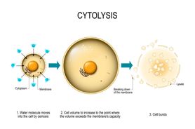 Cytoliza i cytoliza pochwowa – co warto o nich wiedzieć?