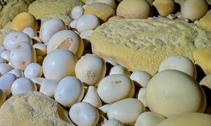 Znaleźli dziwny otwór. Wietnamczycy byli zaskoczeni znaleziskiem