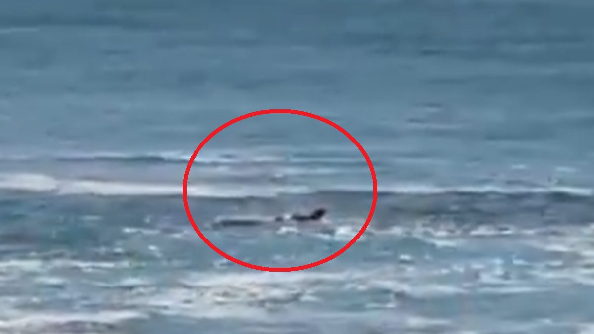 Atak rekina na Morzu Śródziemnym.