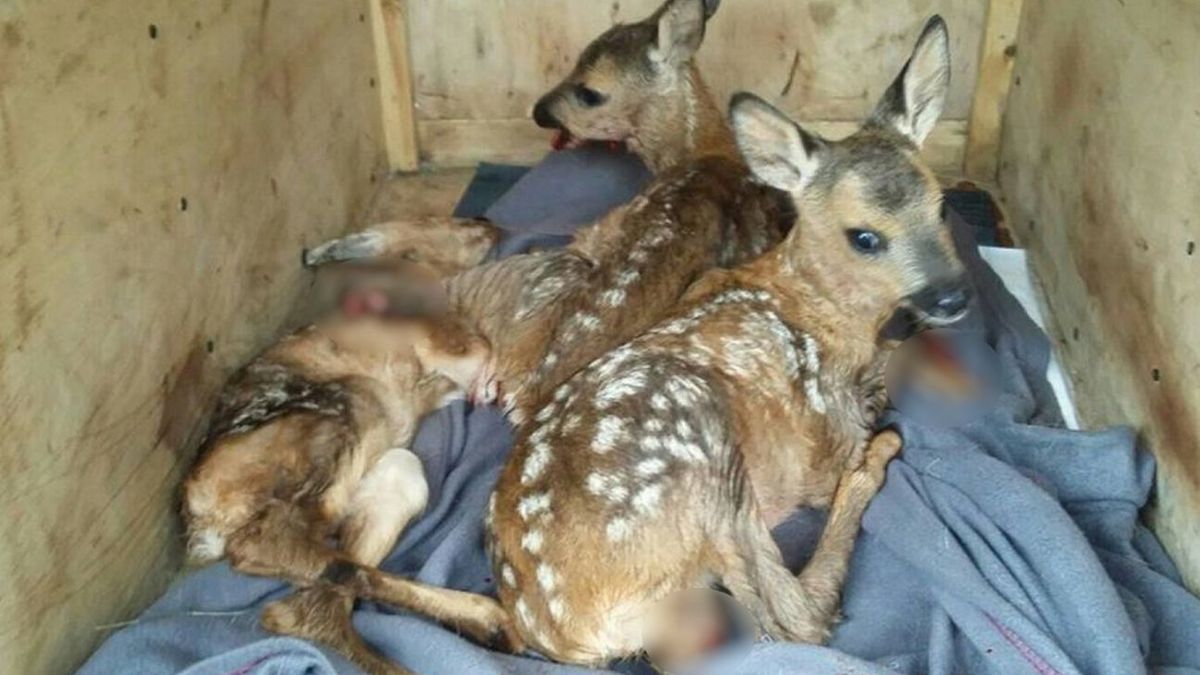 Kosiarka obcięła sarnom nogi