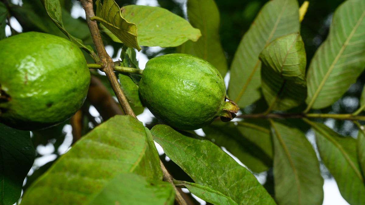 Guava (Psidium guajava) plants are seen at a cultivation site in Tehatta, West Bengal, on September 2, 2025. The tropical fruit, native to the Americas, is widely grown in tropical and subtropical regions around the world.(Photo by Soumyabrata Roy/NurPhoto via Getty Images)
