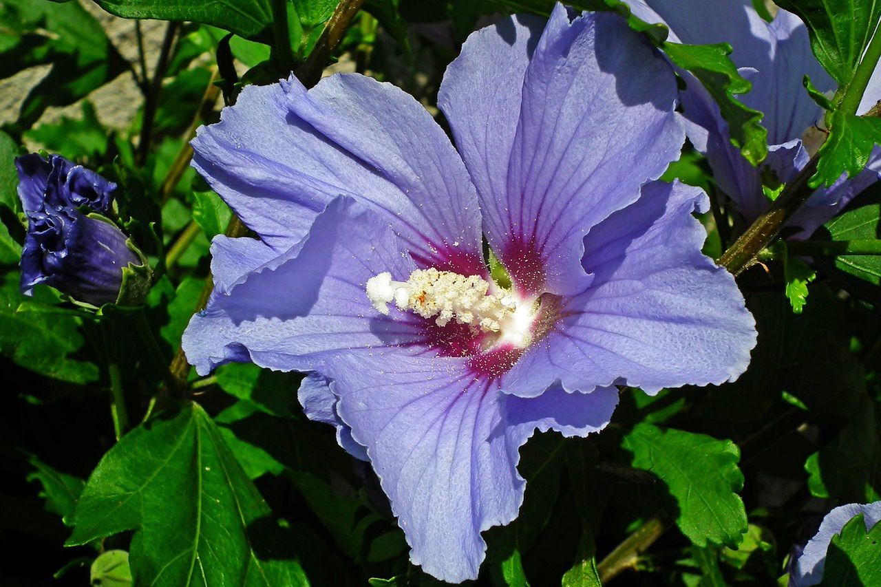 Hibiscus