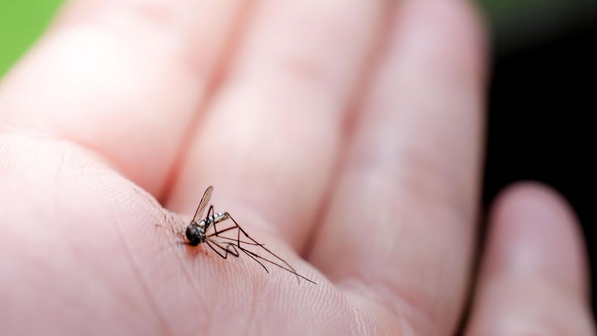 Rośliny odstraszające komary. Posadź na balkonie