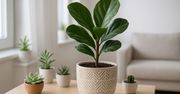 Ficus Lyrata Bambino – miniaturowa odmiana dla małych mieszkań