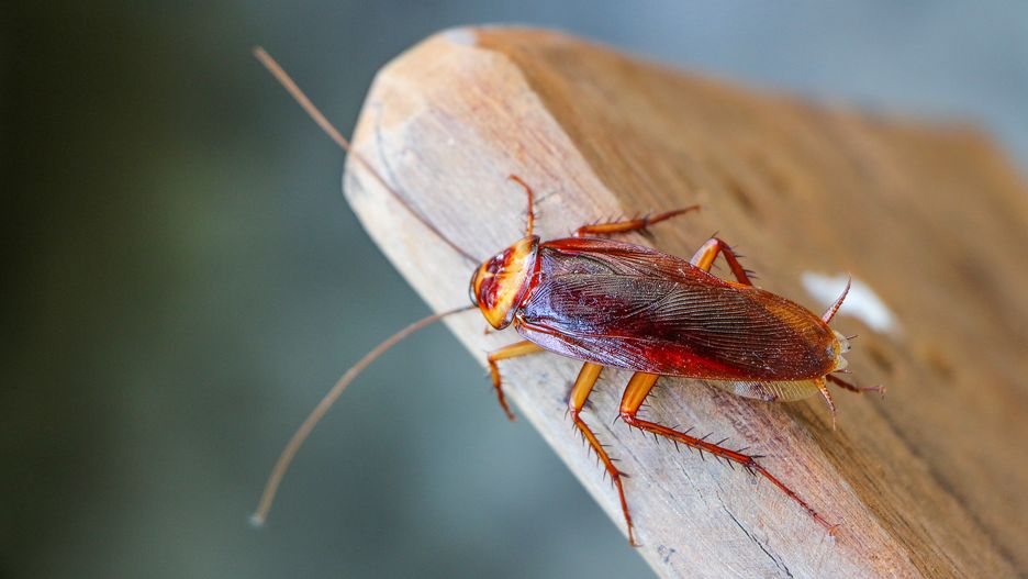 Karaluchy z Hemsley Conservation Centre stały się niespodziewanym hitem 