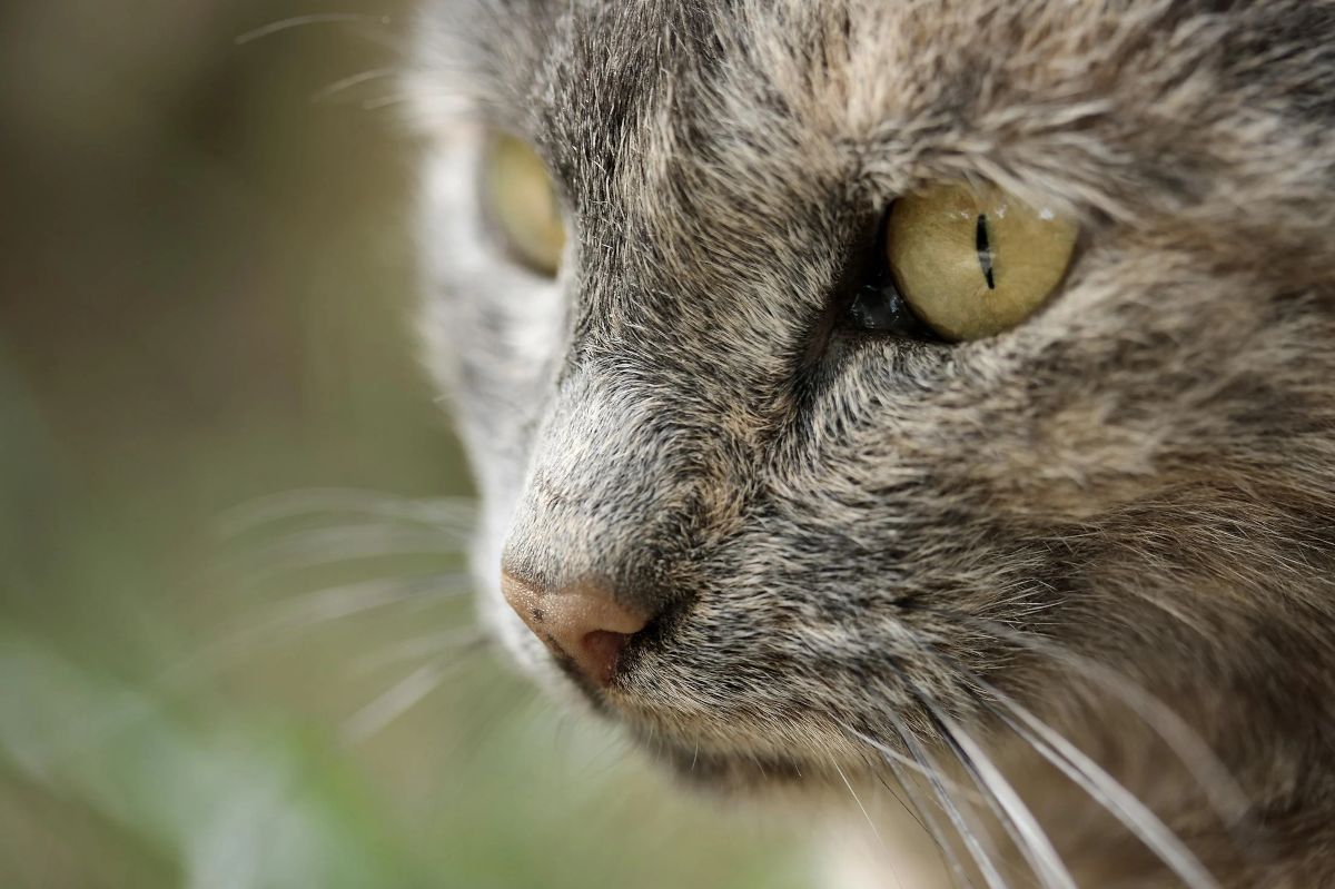 Katzen verstehen Worte: Studie enthüllt faszinierende Talente