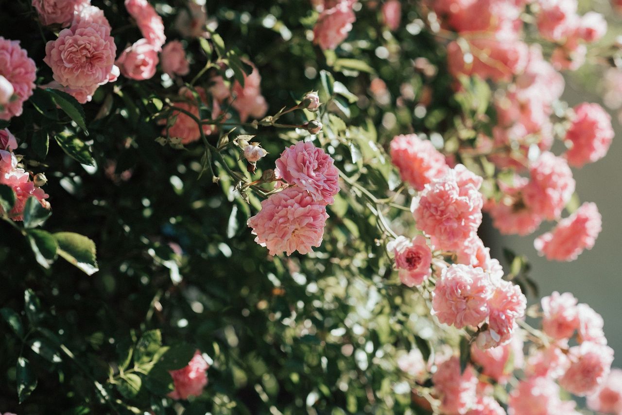 Homemade tricks to make your roses bloom beautifully