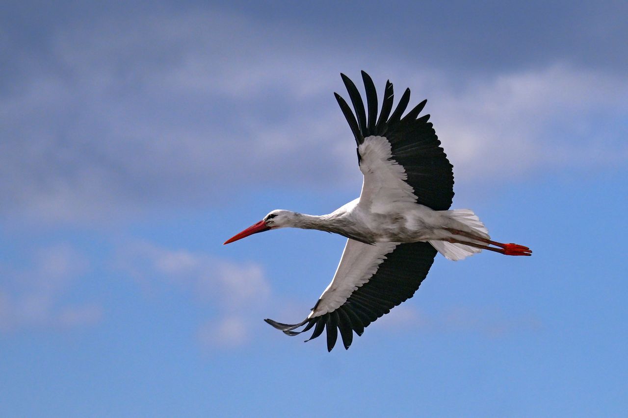 Polskie bociany zniknęły w Afryce. Naukowcy ustalają, co się stało