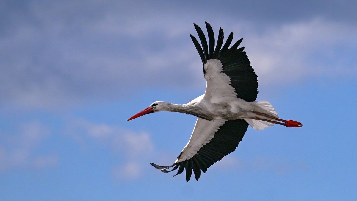 Ślad po polskich bocianach urwał się nad Sudanem. Co się stało?