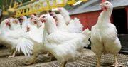 Drobiarstwo pod lupą. Jakie obowiązki mają producenci?