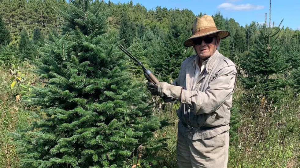 Pracuje na plantacji choinek