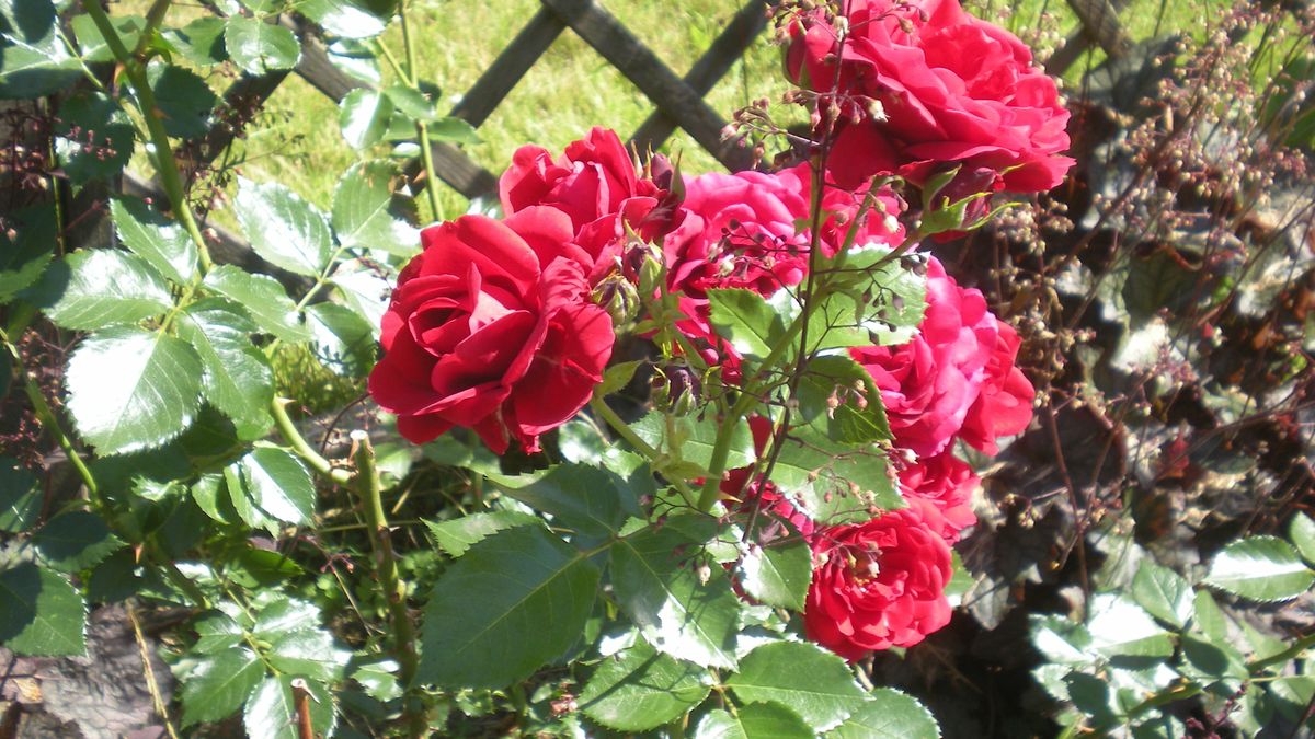 Kiedy przycinać róże?