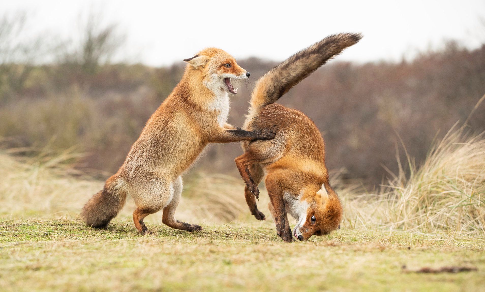 Comedy Wildlife Photography Awards 2019. Najśmieszniejsze zdjęcie roku wybrane! 5