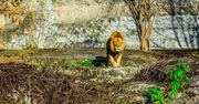 Lew uciekł z zoo w Antalyi. Rzucił się na mężczyznę