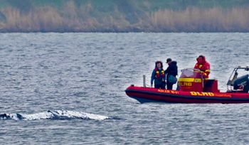 Walka o wieloryba Timmy'ego trwa. Specjalista: "trzymać ręce z dala"