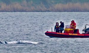 Walka o wieloryba Timmy'ego trwa. Specjalista: "trzymać ręce z dala"