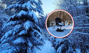 Leśnicy się wściekli. To znaleźli w głębi lasu. "Ktoś się napracował"