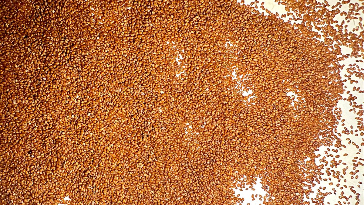 Teff to przykład zboża, które łączy smak z wyjątkowymi wartościami odżywczymi.