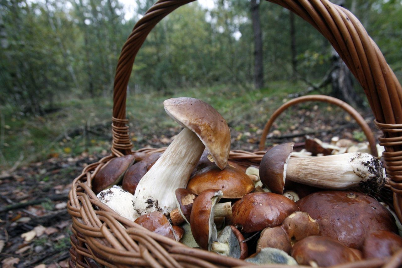 Dzięki temu znajdziesz borowiki w lesie. To tu rosną piękne grzyby