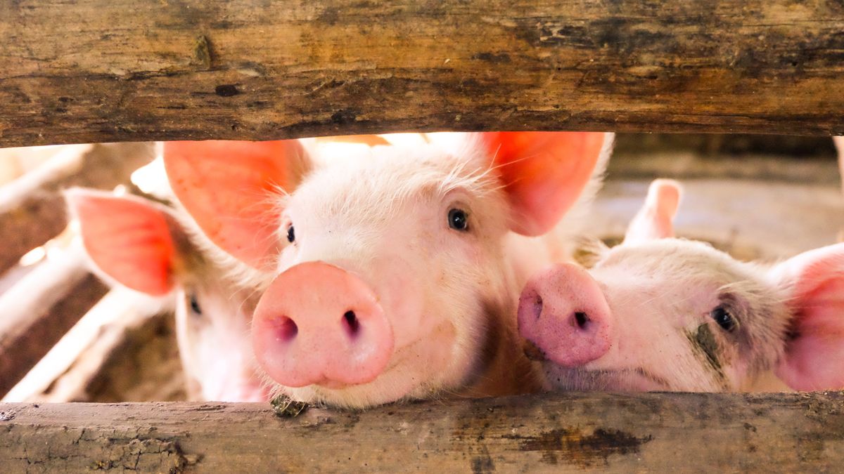 pig, farm, animal, piglet, pink, pork, agriculture, cute, snout, piggy, pigs, small, swine, young, mammal, animals, livestock, domestic, baby, farming, piglets, meat, food, nature, sow, kids, hog, field, ears, meal, feed, hay, closeup, happy, nose, industrial