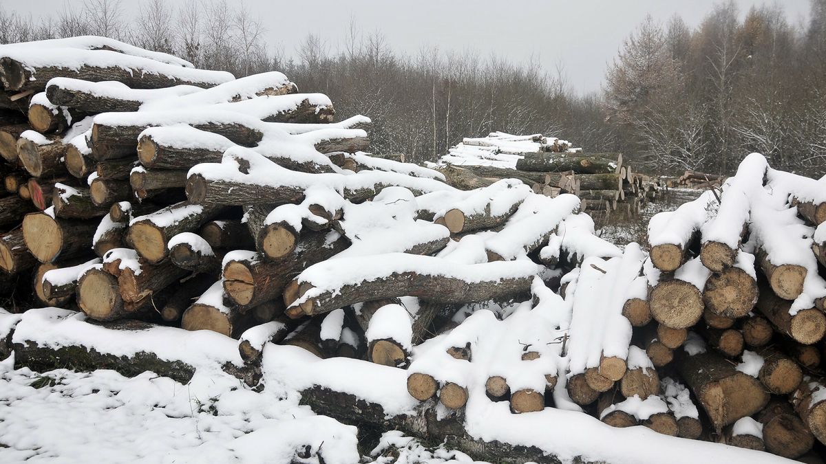 Las Reinhardswald w północnej Hesji zwany był "baśniowym lasem", gdyż to w nim toczyć się miała akcja baśni, spisanych przez pochodzących z tego regionu braci Grimm