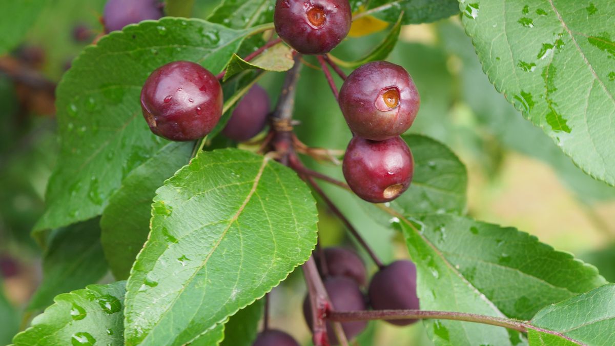 Rajskie jabłuszka rosną prawie na każdym kroku