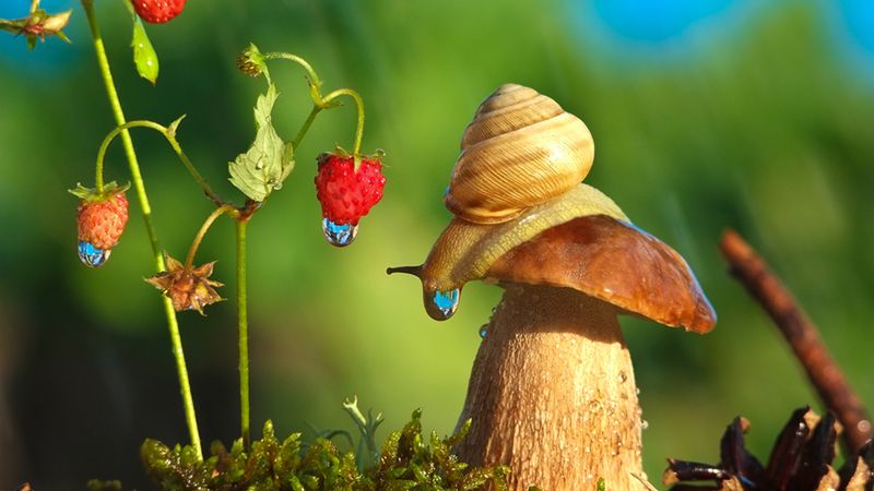 Magiczny świat ślimaków Wiaczesława Miszczenki 1