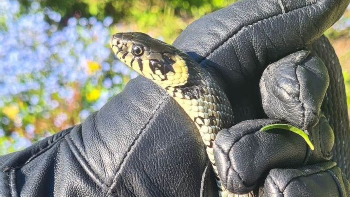 Przerażona kobieta poinformowała służby, że na jej posesji znajduje się groźny wąż
