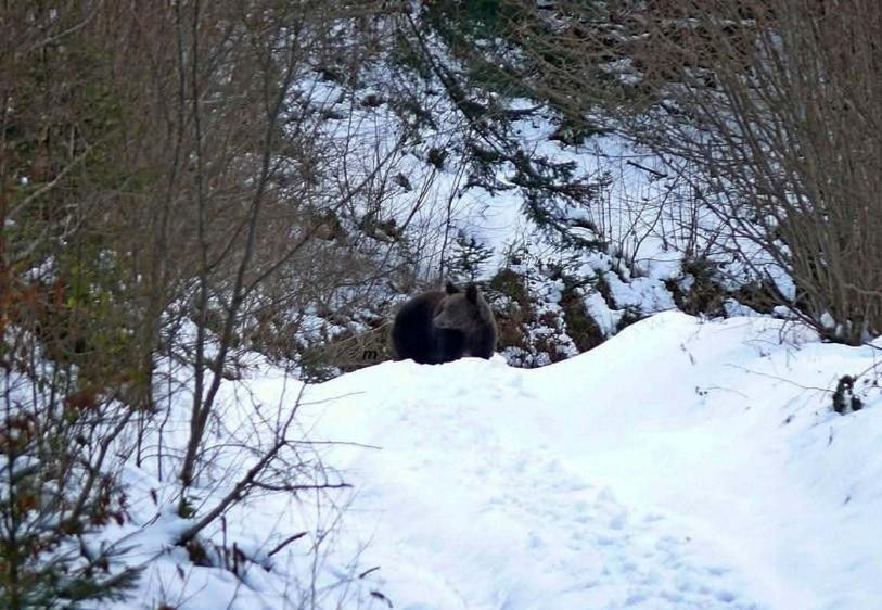 Wyszedł z zarośli niepostrzeżenie. "Zacząłem głośno wrzeszczeć, ile sił w płucach"