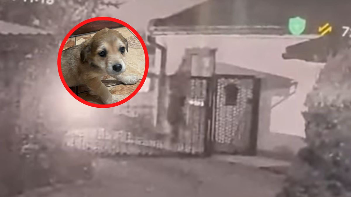 Ktoś rozrzucał szczenięta w miejscowościach wokół Gniezna.