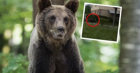 Niedźwiedź na ulicach miasta Podkarpacia. Jest nagranie
