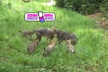 Nic słodszego nie zobaczycie. Wilcza rodzina skradła serca