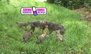 Nic słodszego nie zobaczycie. Wilcza rodzina skradła serca