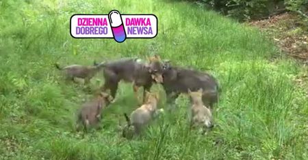 Nic słodszego nie zobaczycie. Wilcza rodzina skradła serca
