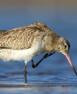 Podniebny rekord migrującego szlamnika. 13,5 tys. kilometrów bez lądowania