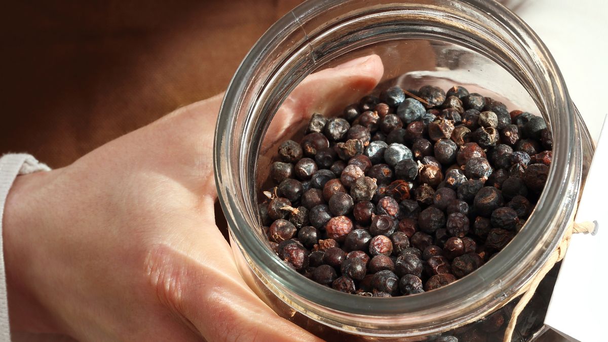 Jałowiec na trawienie – naturalne wsparcie dla jelit i żołądka