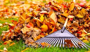 Legionowo. Nie będą grabić liści. To taki eksperyment