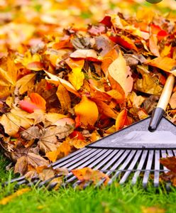 Legionowo. Nie będą grabić liści. To taki eksperyment