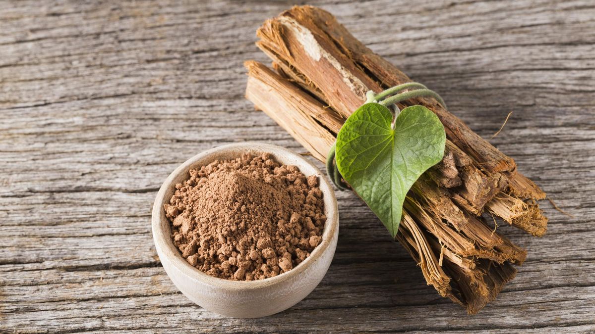 Koci pazur to polska nazwa egzotycznej rośliny Uncaria tomentosa