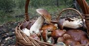 Poradnik grzybiarza. Jak bezpiecznie zbierać i jeść grzyby
