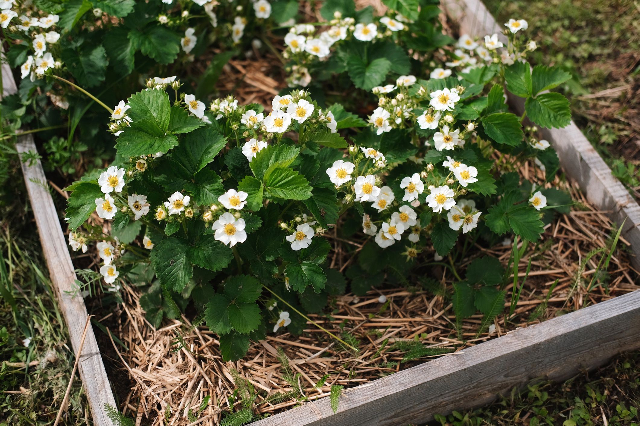 Sciółkowanie truskawek