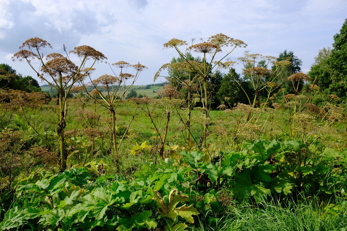 Barszcz Sosnowskiego to jedna z największych roślin zielnych
