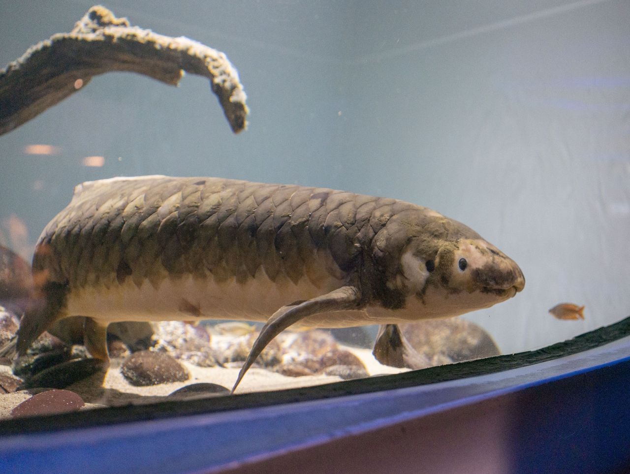 Najstarsza ryba żyjąca w akwarium. Naukowcy ujawnili imponujący wiek Matuzalem