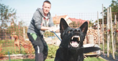Ugryzł cię własny pies? Bardzo zły znak