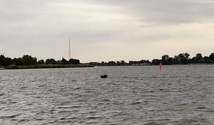 Pływający łoś w Gdańsku [Mamy nagranie]