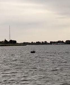 Pływający łoś w Gdańsku [Mamy nagranie]