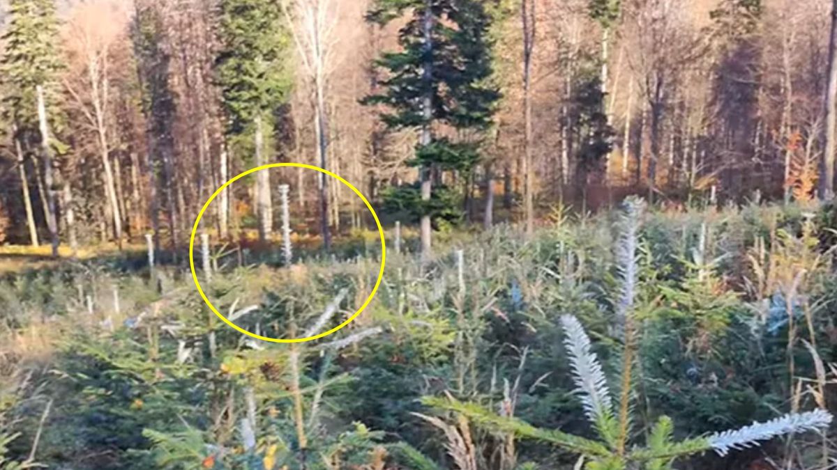 Lasy Państwowe po raz kolejny wzbudziły zainteresowanie internautów